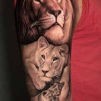 Лев и львица эскиз - 64 фото